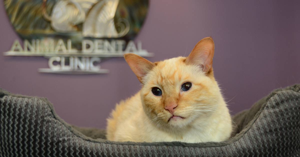 cat tooth extraction recovery