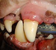 Zirconia Canine Crown