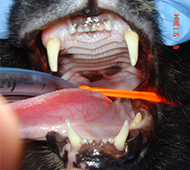 Feline Tooth Resorption