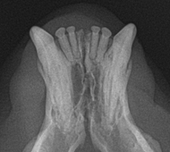 Feline Tooth Resorption X-Ray