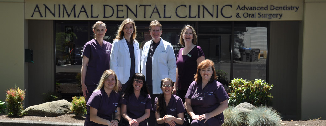 Preferred Veterinary Dental Care 