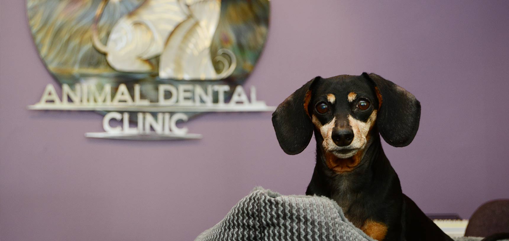 advanced veterinary dentistry 1