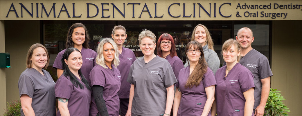 Preferred Veterinary Dental Care 