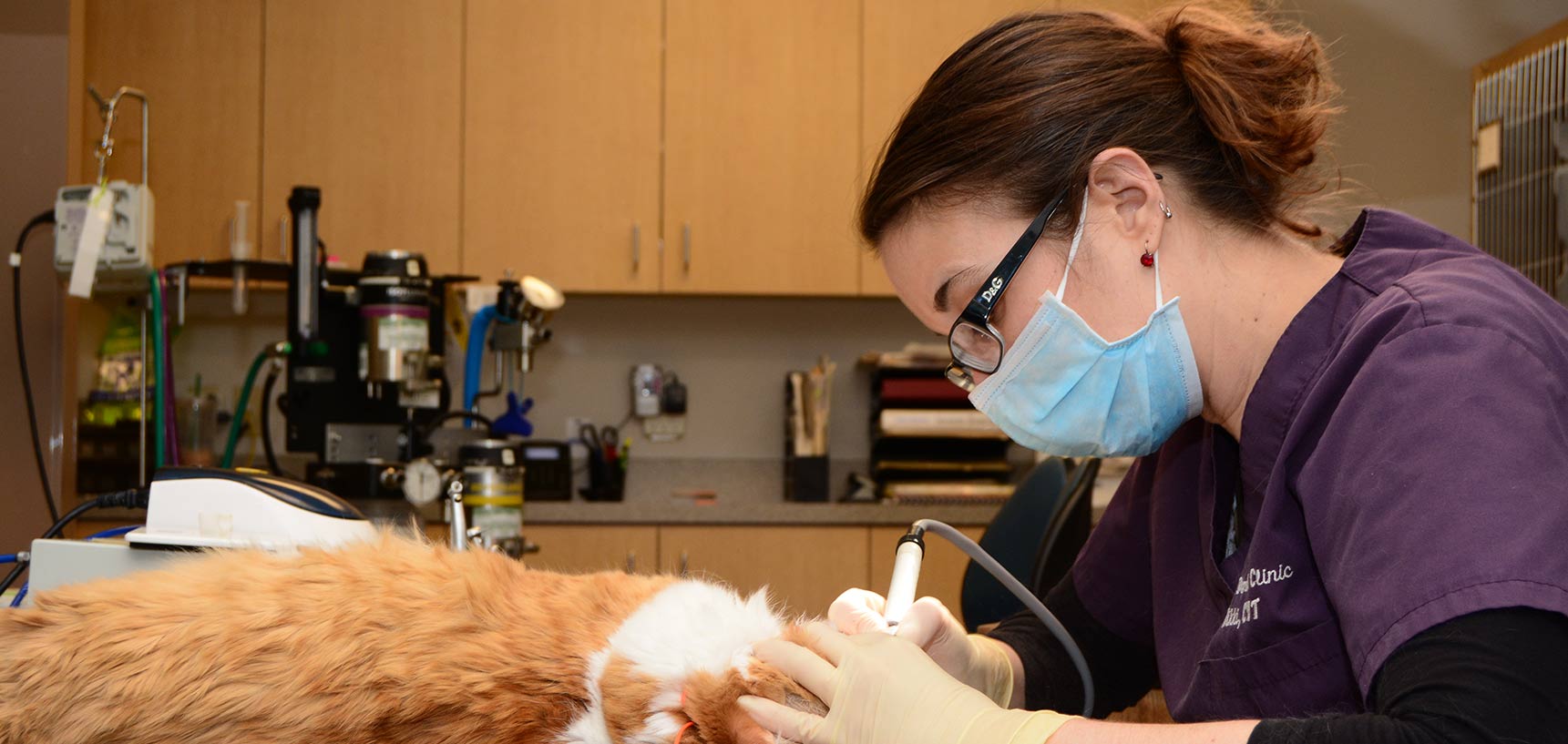 Randi Brannan Veterinarian at Animal Dental Clinic Lake Oswego, OR 