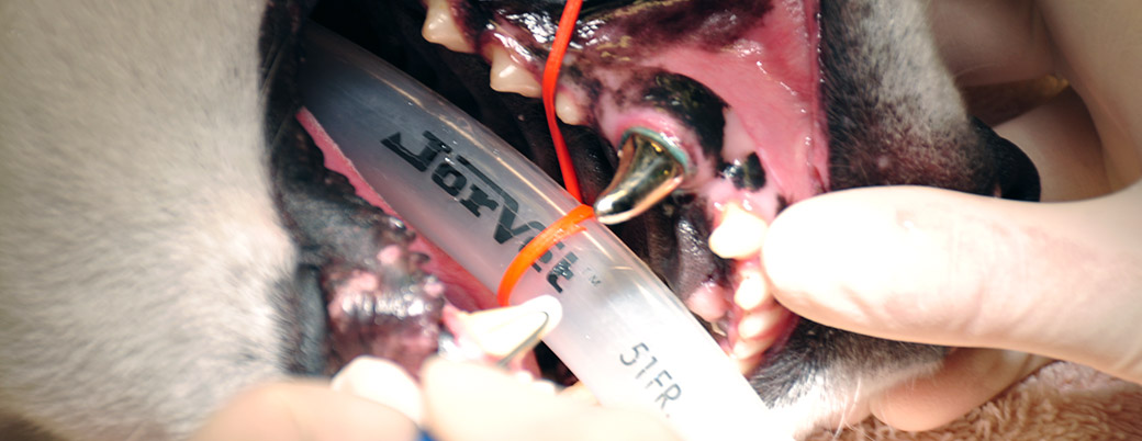 Anesthesia during dental proceedures 