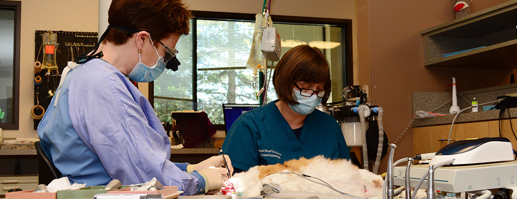 Anesthesia during dental proceedures 