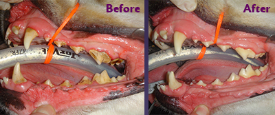 Canine Before and After image