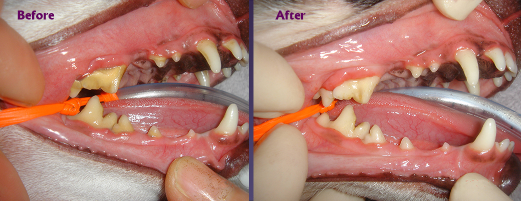 Lake Oswego Veterinary Oral Care 