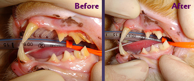 Feline Before and After image