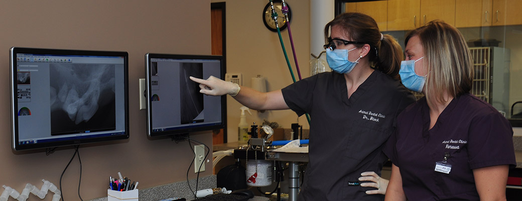  Kate Block Veterinarian at AnimalDental Clinic Portland, OR 