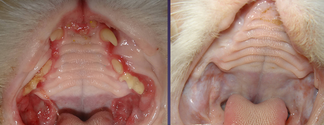 backup Mary Korea Feline Stomatitis - Dental Disease in Cats