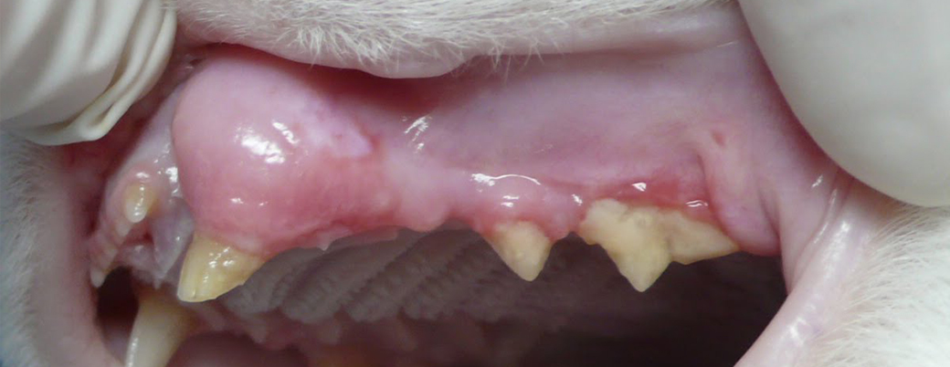 Feline tooth resorption Animal Dental Clinic