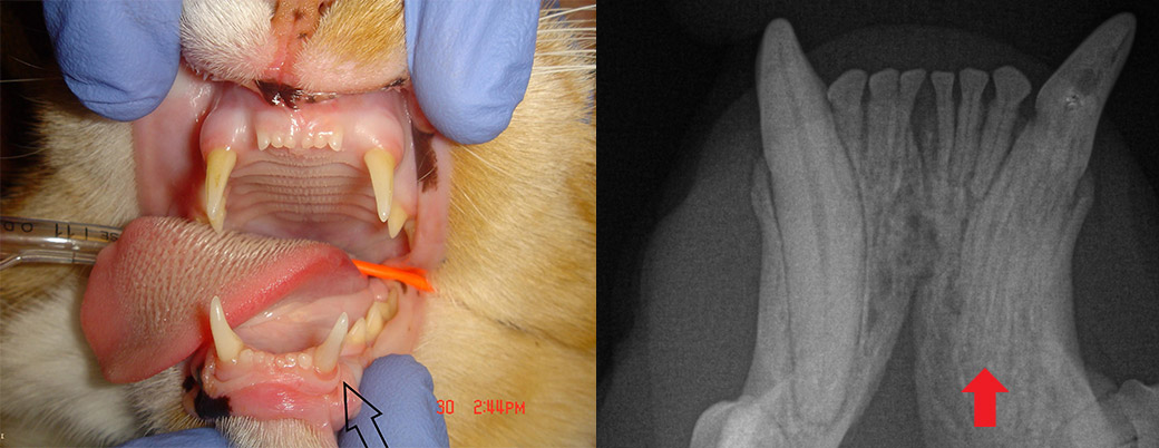 Tooth Resorption In Cats A Widespread Painful Problem Cattitude Daily