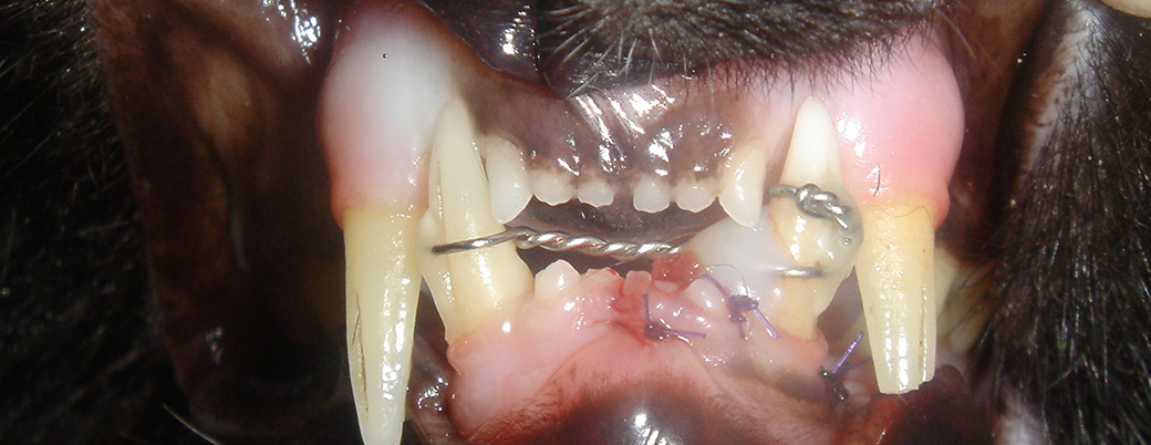 Jaw Fracture Services at Animal Dental Clinic 