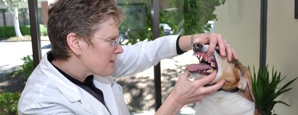 Preferred Veterinary Dental Care 