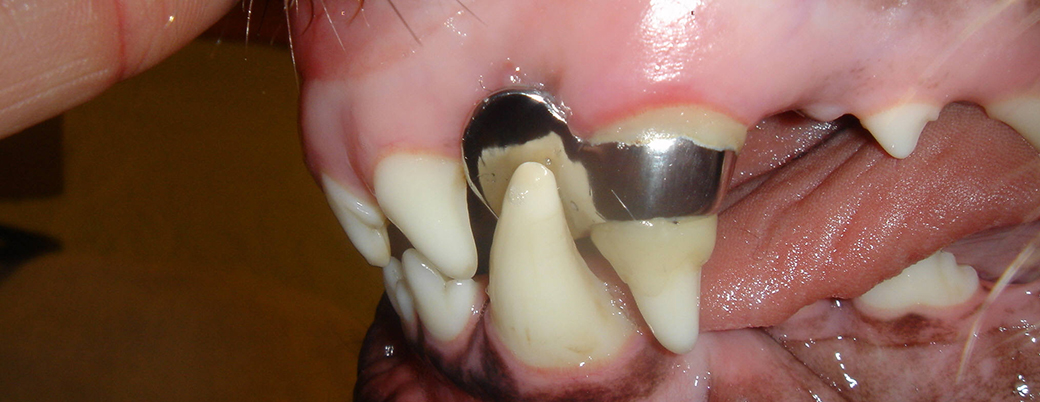 Orthodontic Services at Animal Dental Clinic Lake Oswego 