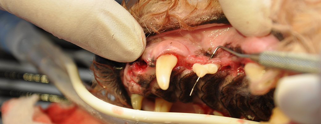  Periodontal Disease Services at Animal Dental Clinic Lake Oswego  