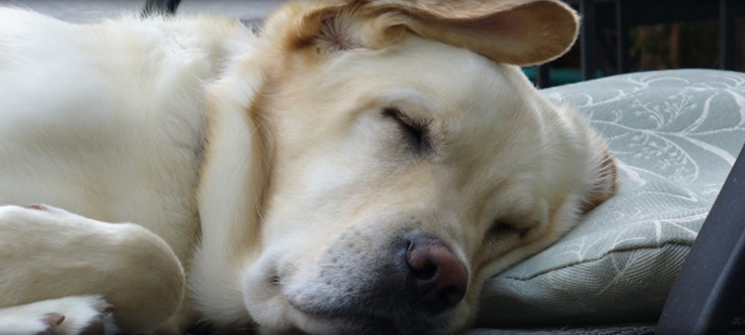 Pet Friendly Hotels