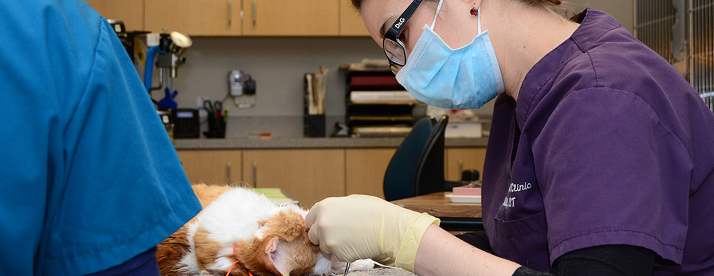 Lake Oswego Veterinary Dental Cleaning services 
