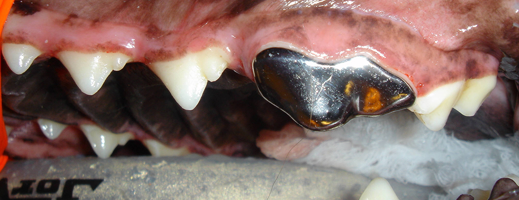 Prosthodontic Services at Animal Dental Clinic Lake Oswego 