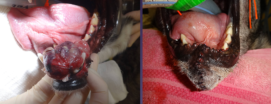 Oral Tumor Removal at Animal Dental Clinic Lake Oswego 
