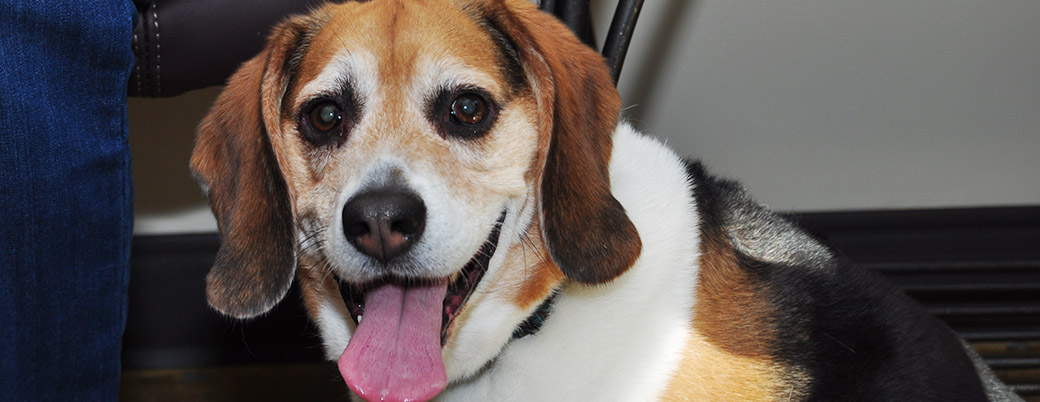 Preferred Veterinary Dental Care 